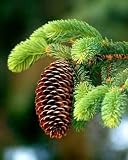 Spruce Cone - 24