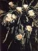 Hawaiian Flora: Night Blooming Cereus Photographic Poster Print by Eliot Elisofon, 12...