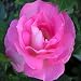 ROSE CLIFF RICHARD-Superb Birthday Gift/Plant & Flower,Gifts For Mum,Mom,Grandma,Granny,Her