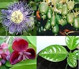 Eigenschaften tropical.garden  / Paket Nr. 18 / 4x Kletterpflanzen (5K Passiflora_caerulea, 5K Passiflora_incarnata, 5K Klettergurke, 5K Cocktail_Kiwi)