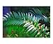 Cycads - Cycads Painting Collection, Fairchild Botanical Giclee Poster Print by Palm Images, 10x8