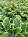 Green and White Leaves - 24