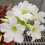 9GreenBox - Adenium Desert ROSE Sparkle Star House Plant Bonsai