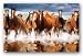 Horses Poster 22" X 34" Rp1278