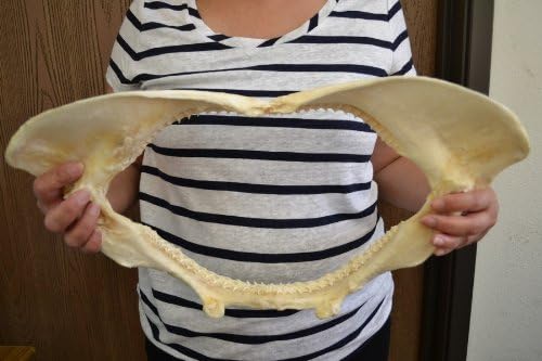 Real Spinner Shark Teeth Tooth Jaw Mouth 16"