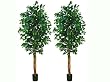 Two 6.5' Ficus Tree W/1008 Lvs. With three Trunks in Pot Green
