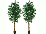 Two 6.5' Ficus Tree W/1008 Lvs. With three Trunks in Pot Green