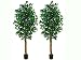Two 6.5' Ficus Tree W/1008 Lvs. With three Trunks in Pot Green