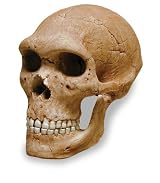 Neandertal W Mandible