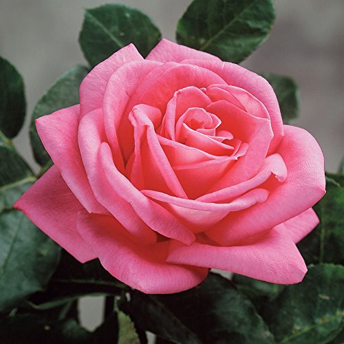 Peter Mayle Rose Bush Reblooming Pink Very Fragrant Rose Grown Organic 4