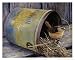 Nesting Place - Jan Martin McGuire Art Print Poster 15 x 12