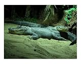 Crocodile, Zoologischer Garten, Munich, Germany Giclee Poster Print by Bel Phos, 20x16
