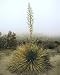 National Geographic, Yucca Plant, 8 x 10 Poster Print