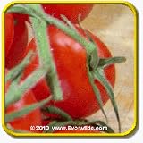 51ajOSQO pL. SL160  Heirloom Tomato Seeds   Riesentraube Vegetable Seed Packet