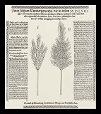 Thiebold Berger (Garbe miracle seeds, found on both banks of the Rhine 1563) White Wood-Mounted Art Poster Print - 13" X 19"