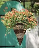12 Inch Brushwood-rattan Basket Model R375 Pack of 10