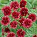 Potentilla Monarchs Velvet