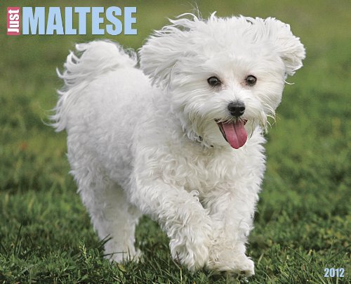 Just Maltese 2012 Calendar (Willow Creek))