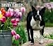 terrier14  - Boston Terriers For the Love of 2010 Deluxe