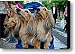 Four Dogs in a Stroller Canvas Print / Canvas Art - Artist Dean Harte