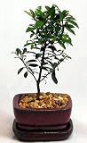 Australian Brush Cherry Bonsai - Eugenia - Ceramic Pot