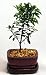 Australian Brush Cherry Bonsai - Eugenia - Ceramic Pot