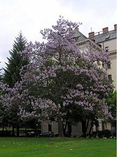 Royal Paulownia- Empress Tree- 25 Seeds
