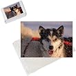 husky dog harness