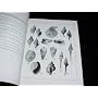 New Caribbean molluscan faunas by Edward J. Petuch