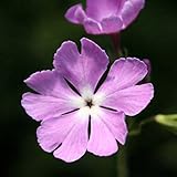 日本サクラソウ「晩春」