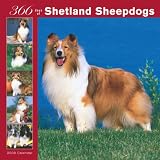 Shetland Sheepdogs, 366 Days 2008 Square Wall