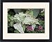 Framed Prints of Caladium Thai Beauty from Ros Drinkwater