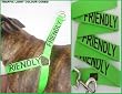 husky dog harness