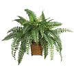 Boston Fern