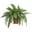 Boston Fern