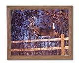 Whitetail Buck Deer Big Rack Jumping Fence Animal Wildlife Home Decor Wall Picture Oak Framed Art Print