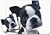 Boston Terrier Mouse Pad and Coasters Set of 2 Little Gifts