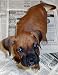 Training Your Puppy  A Guide To Dog Training