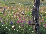 IMAGE OF Fence Post and Wildflowers, Lytle, Texas, USA Stretched Canvas Poster Print by Darrell Gulin, 24x32
