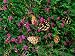 Heather and Scots Pine (Pinus Sylvestris), the Cairngorms, Scotland Art Styles Photog...