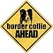 New  Border Collie Bites Ahead !  Crossing Dog