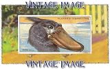 6" x 4" (15cm x 10cm) Art Greetings Card Bird Shoe Bill Vintage Image