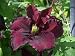 Clematis 'Niobe' climber, Holds the RHS garden merit award