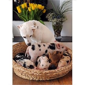 Photographic Prints of Micro Pigs And Their Friends from Barcroft Media