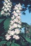 White Chestnut Essence 7.4ml