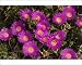 Photographic Prints of Hottentot Fig from Ardea Wildlife Pets