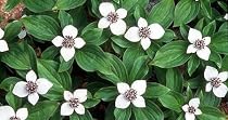 Creeping Dogwood 15 Seeds -Cornus canadensis-Bunchberry