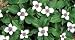 Creeping Dogwood 15 Seeds -Cornus canadensis - Bunchberry
