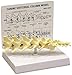 Canine Vertebral Lumbar Spine Anatomical Model