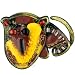 Jewelry : Pugster Cat Brooch